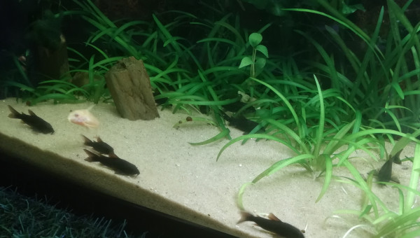Corydoras