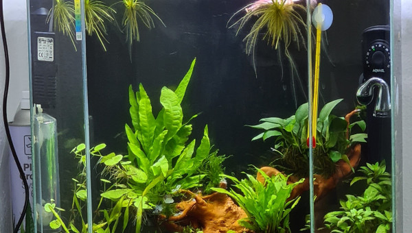 Changement de racine ?