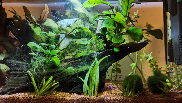 Changement de bac et remise du décors