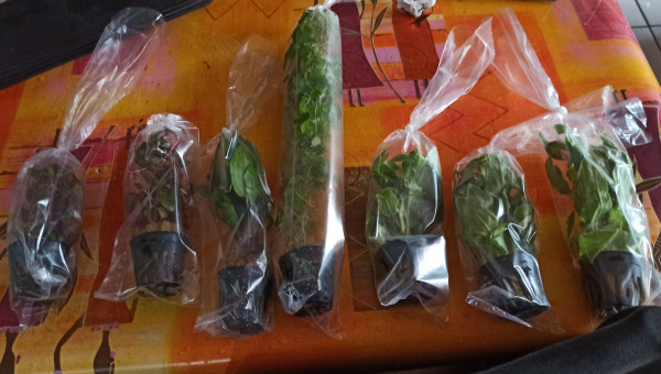 Livraison Aquaplante