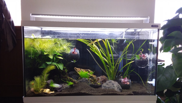 Aquarium bulles de verre.