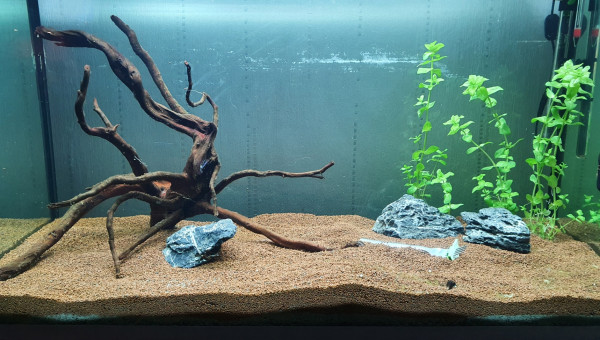 Accueil des premiers invertébrés