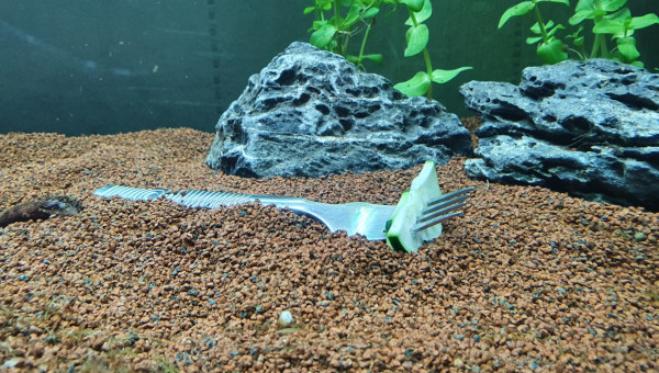 Accueil des premiers invertébrés