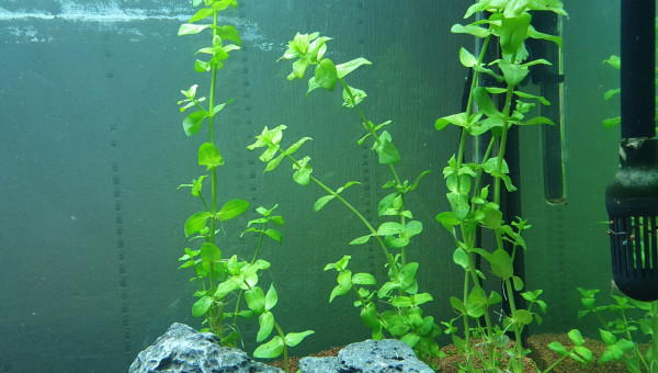 Accueil des premiers invertébrés