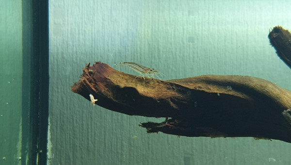 Accueil des premiers invertébrés