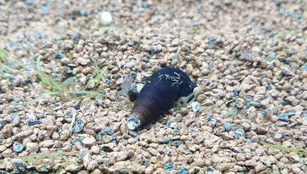 Accueil des premiers invertébrés