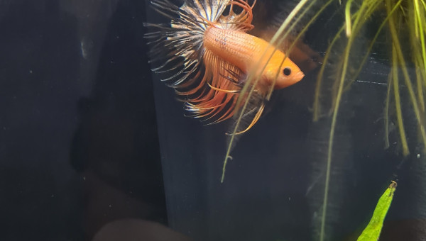 Et voici le petit loulou