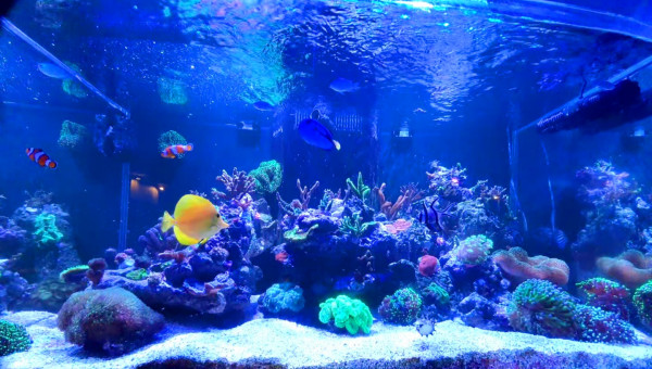 Mon petit bout de récif