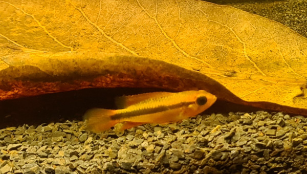 Arrivée couple agassizii