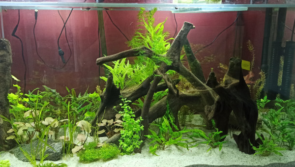 Plantations terminées