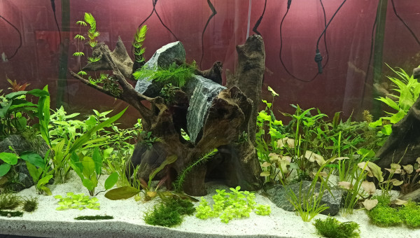 Plantations terminées