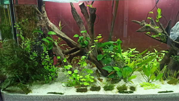 Plantations terminées