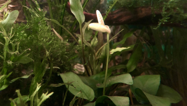 Ça fleurit dans le bac!