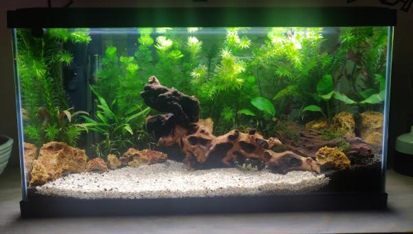 2 Semaines après ! Ça pousse !