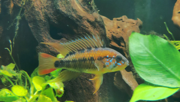 Apistogramma