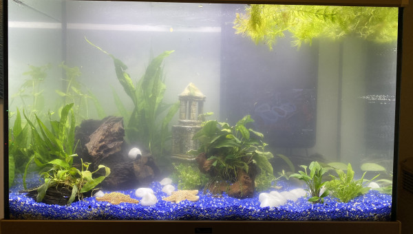 Installation des décorations + lancement du cycle azoté