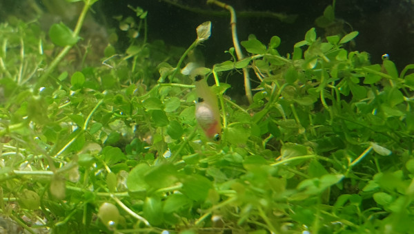 Nouveaux arrivants et changement du décor