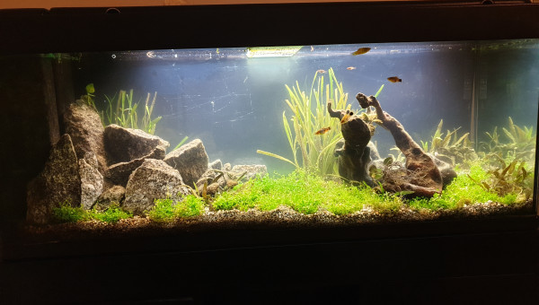 Nouveaux arrivants et changement du décor