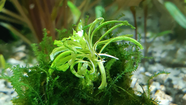 Pogostermon sur mousse de java et pouzzolane