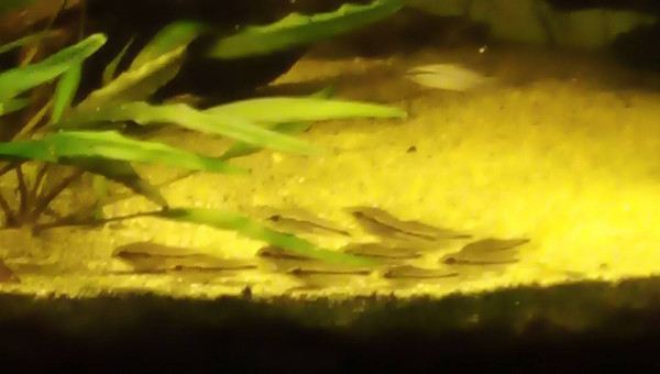 Spécifique Corydoras Pygmaeus