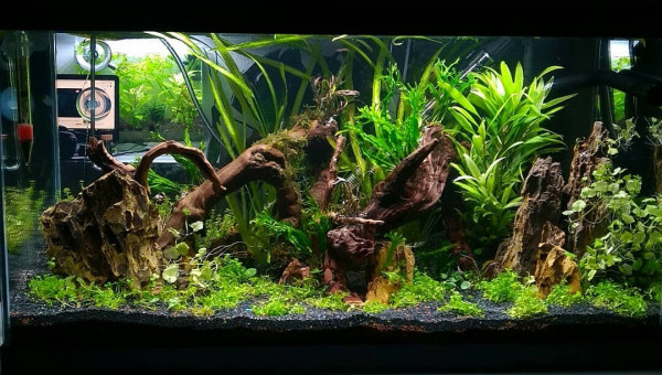 Rescape