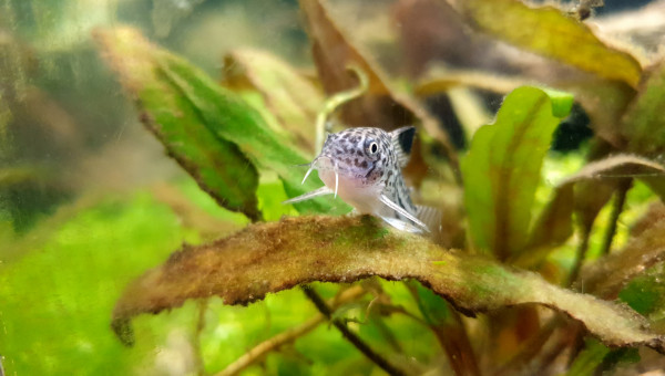 Communautaire 190L photos de mes derniers arrivés