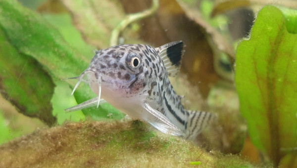 Communautaire 190L photos de mes derniers arrivés