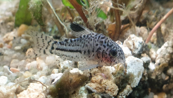 Communautaire 190L photos de mes derniers arrivés