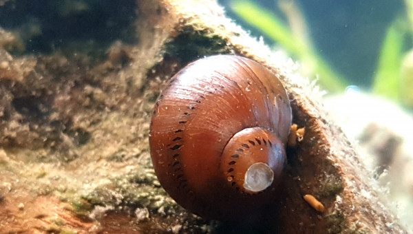 Communautaire 190L photos de mes derniers arrivés