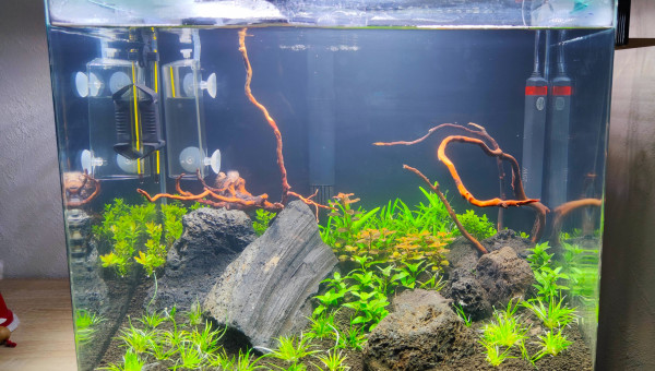 Aquascape 50 litres
