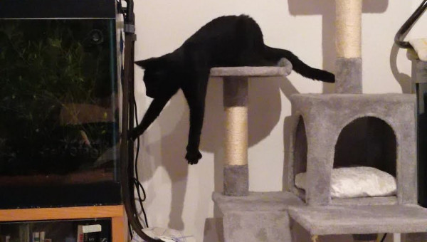 Bagheera et les aquariums