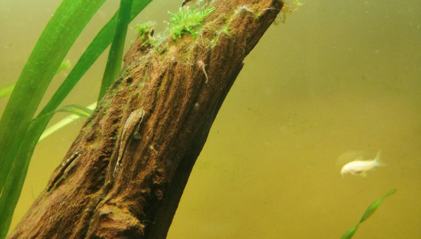 Bébé corydoras aenus 1 ère génération