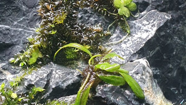 La nano cascade avance bien de son côté