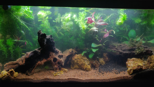 Réorganisation des plantes / decors