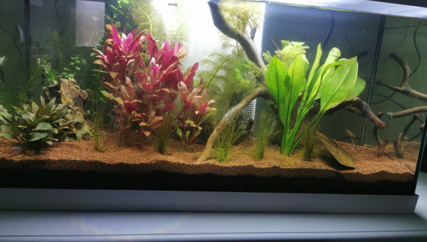 Aquarium complet