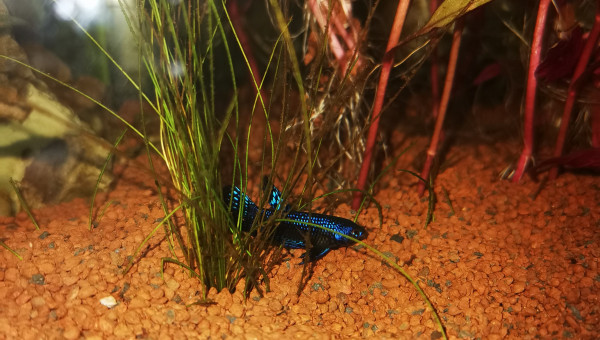 Betta alien blue male