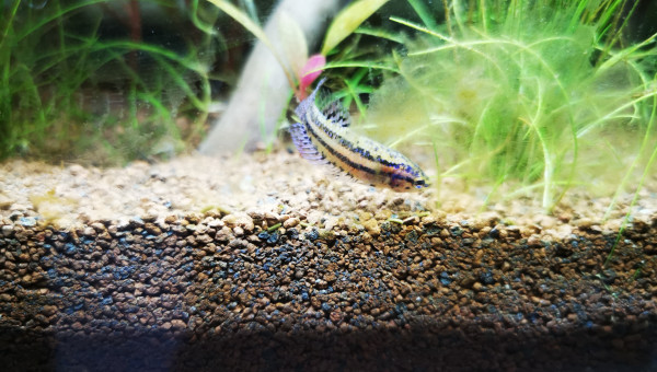 Betta alien blue  femelle