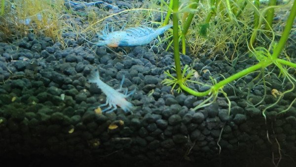 Mort de crevettes et poissons qui pipent à la surface