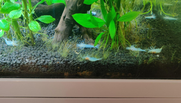 Mort de crevettes et poissons qui pipent à la surface