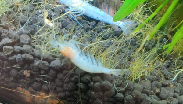 Mort de crevettes et poissons qui pipent à la surface