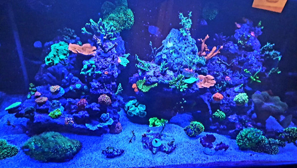 Petit photo du soir avec nouvelle souche de coraux