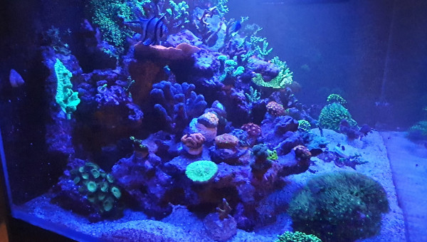 Petit photo du soir avec nouvelle souche de coraux