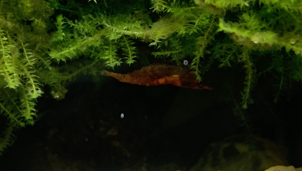 Introduction Red cherry