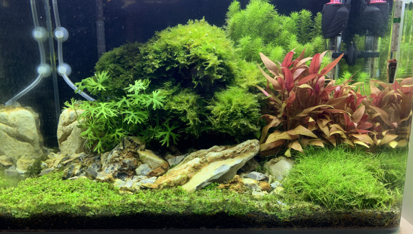 Introduction Red cherry