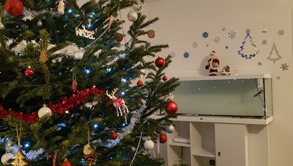 Parce que c'est bientôt noël...