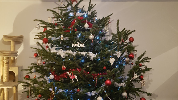 Parce que c'est bientôt noël...