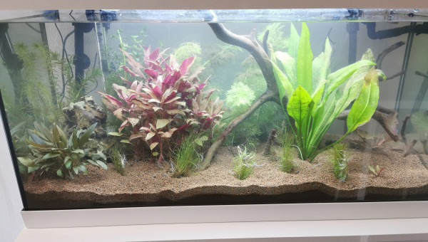 Aquarium avec nouveau filtre