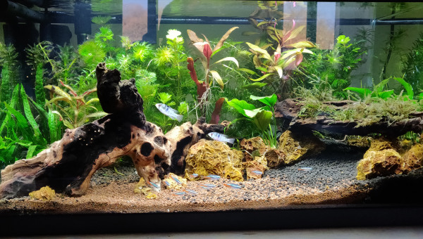 Aquarium Amazonien et habitants