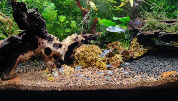 Aquarium Amazonien et habitants