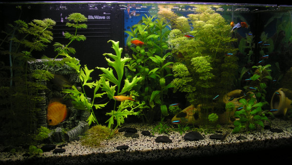 Ancien bac 110l cayman